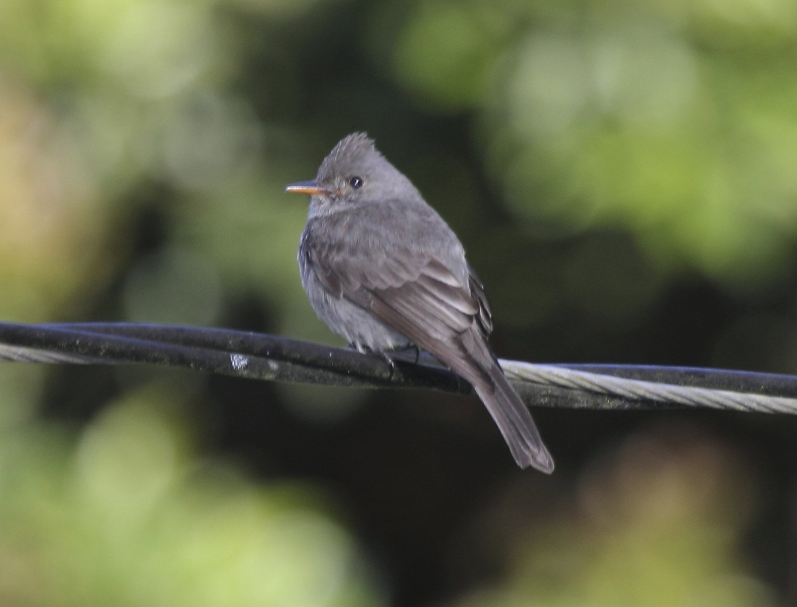 Barrancapiewie (Contopus lugubris)