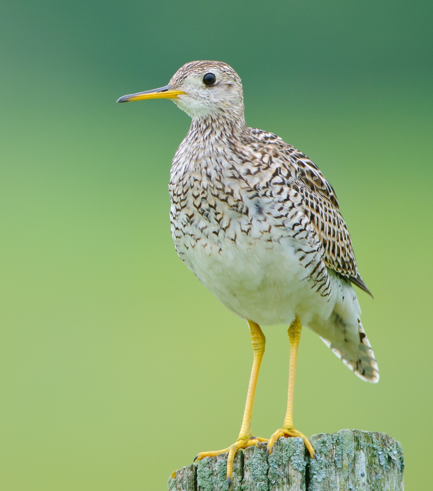 Bartrams ruiter (Bartramia longicauda)