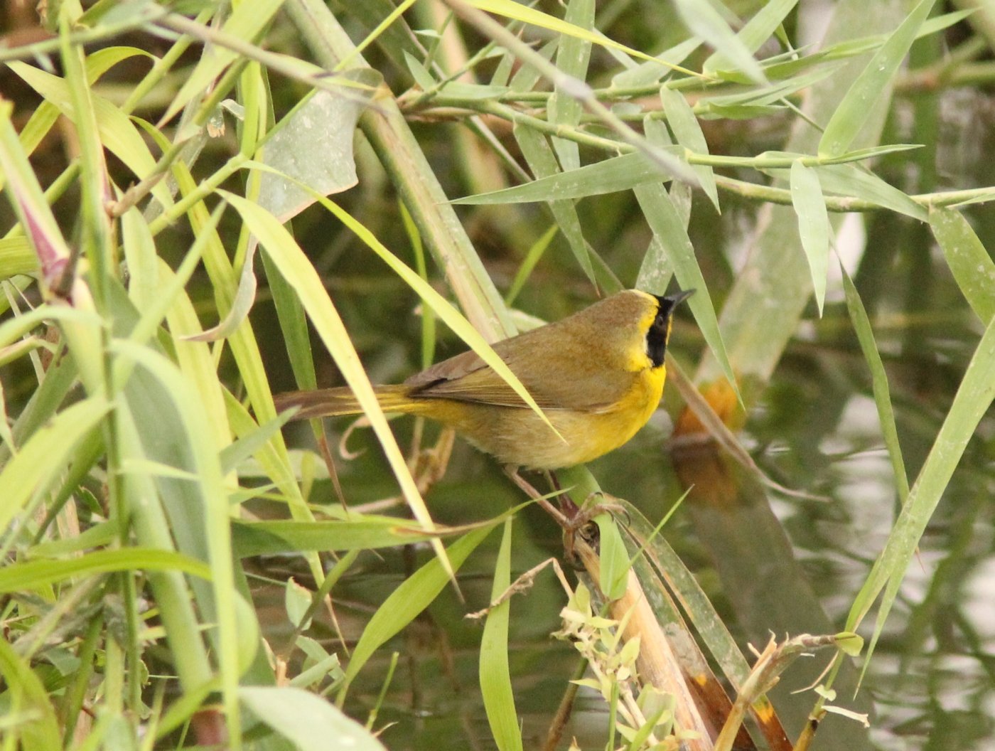 Beldings maskerzanger (Geothlypis beldingi)