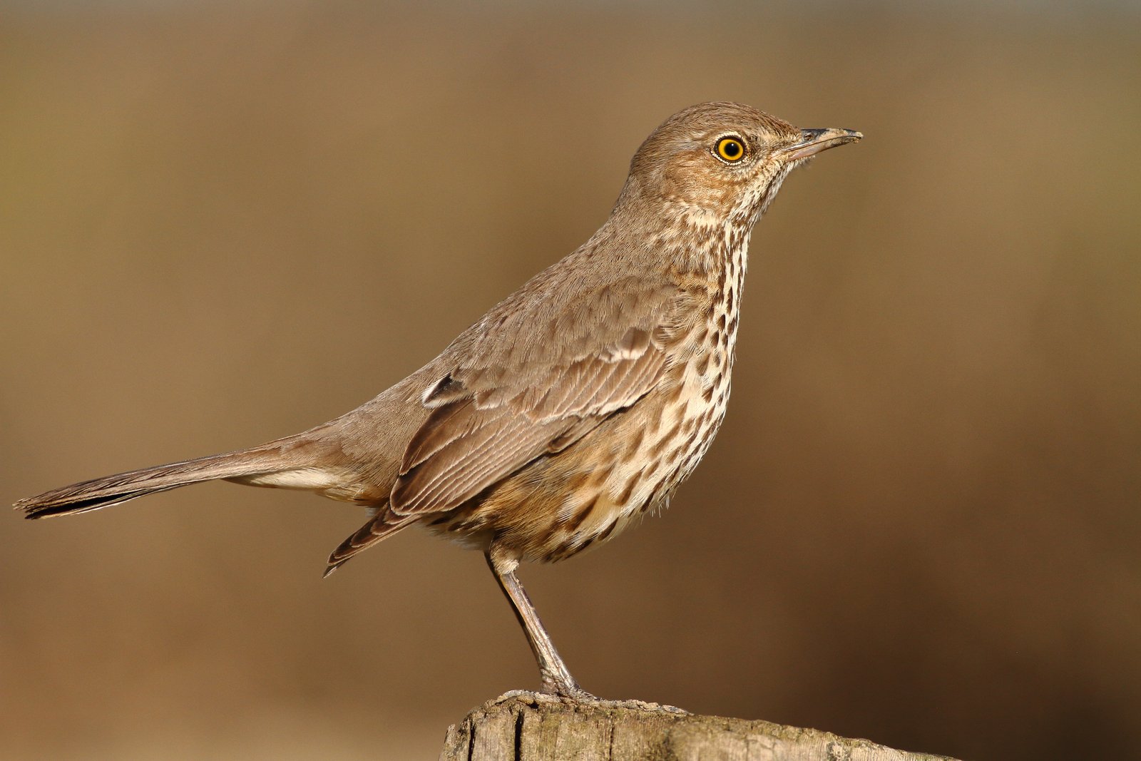 Bergspotlijster (Oreoscoptes montanus)