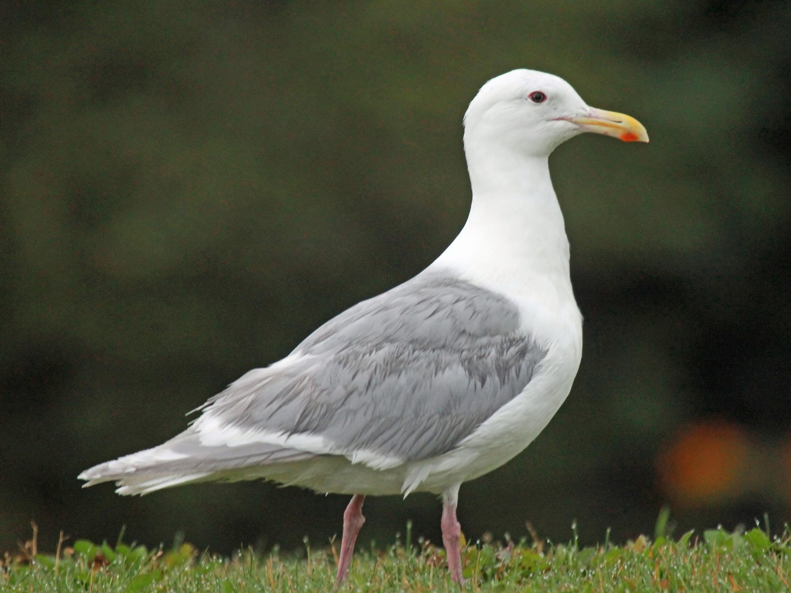 Beringmeeuw (Larus glaucescens)