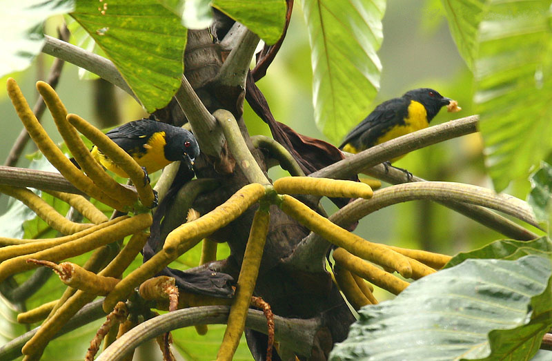 Blauw-gouden tangare (Bangsia arcaei)