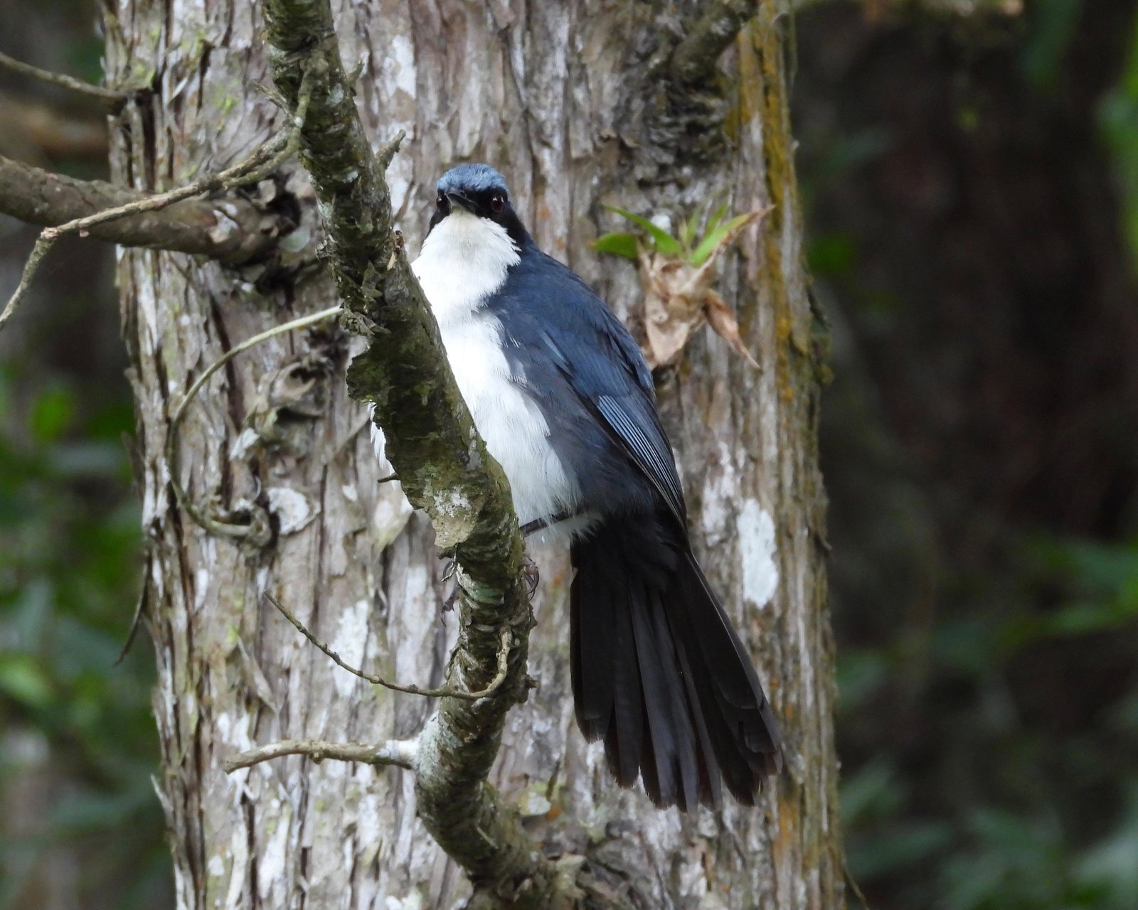 Blauw-witte spotlijster (Melanotis hypoleucus)
