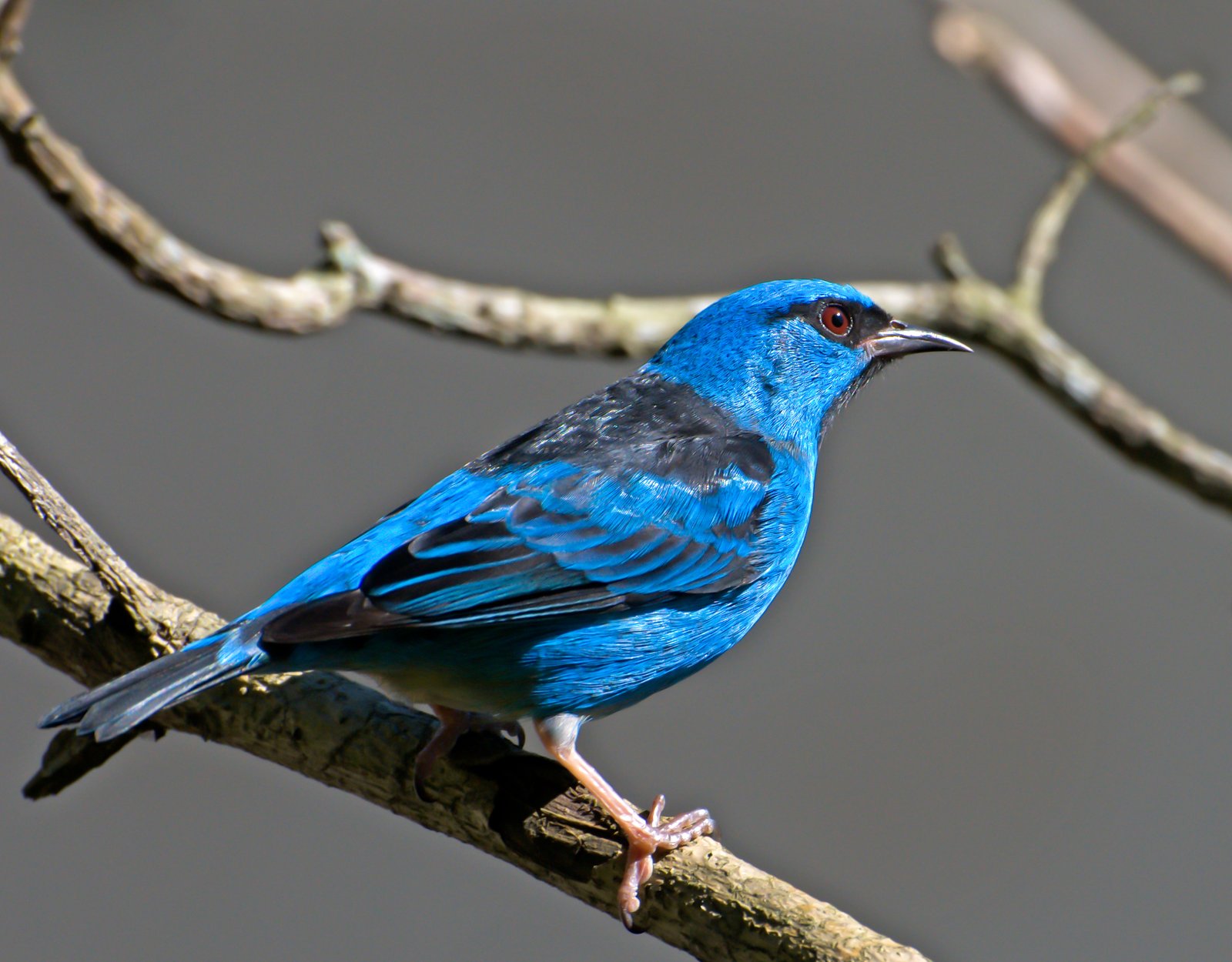 Blauwe pitpit (Dacnis cayana)