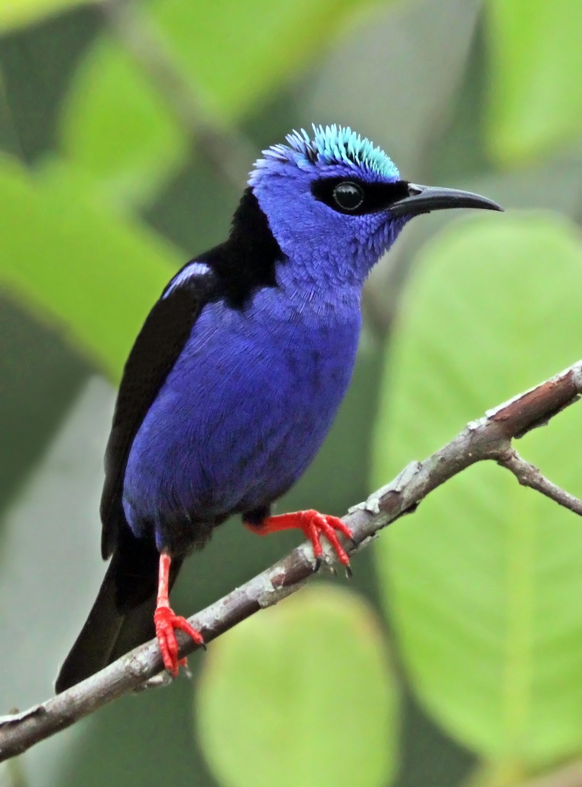 Blauwe suikervogel (Cyanerpes cyaneus)