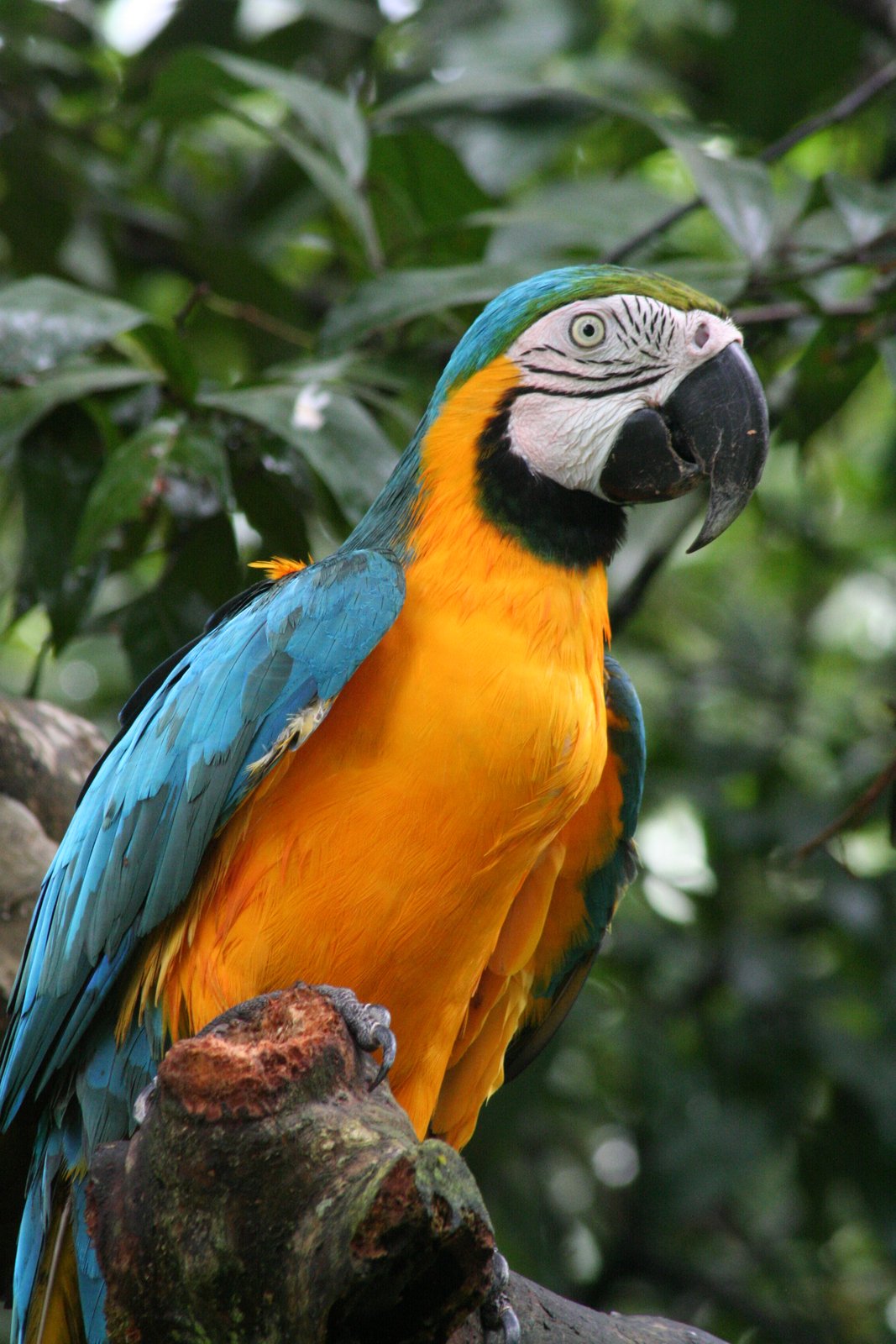Blauwgele ara (Ara ararauna)