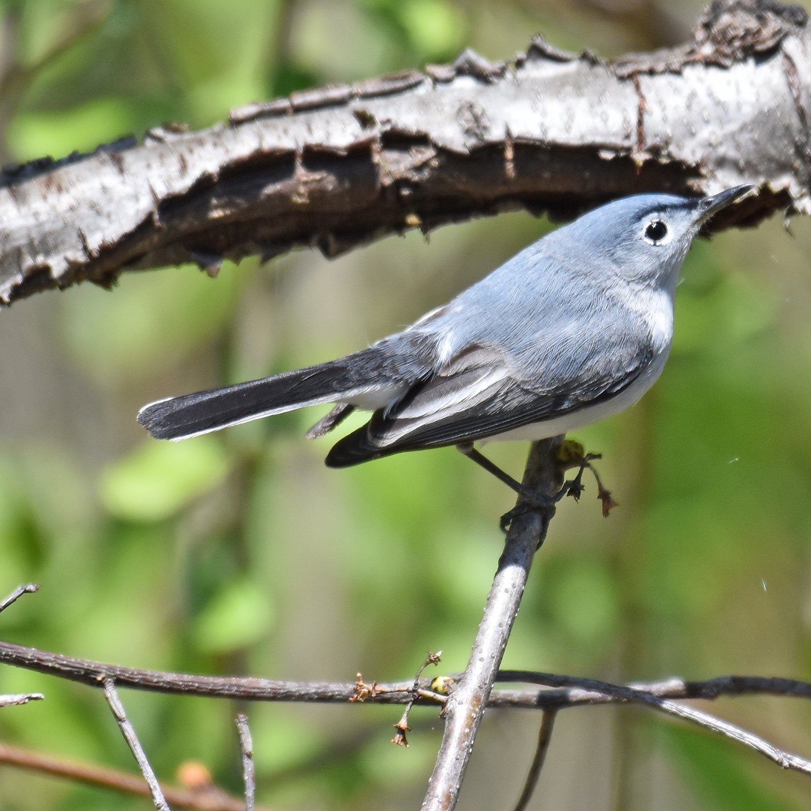 Blauwgrijze muggenvanger (Polioptila caerulea)