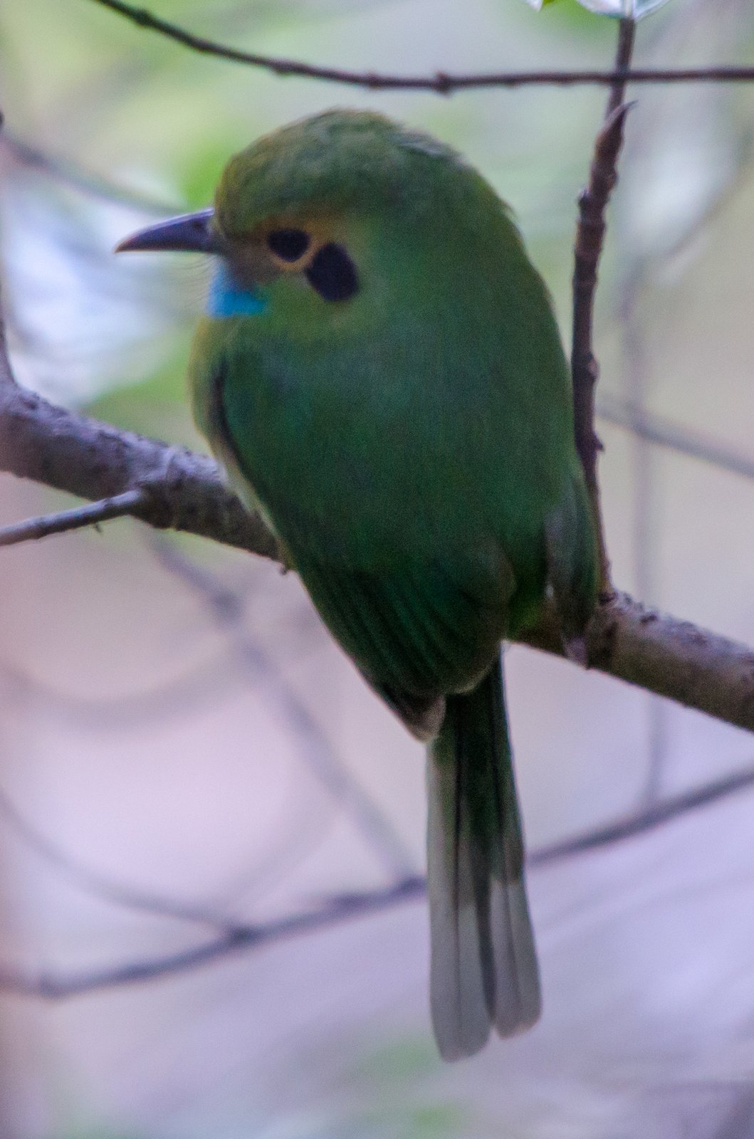 Blauwkeelmotmot (Aspatha gularis)
