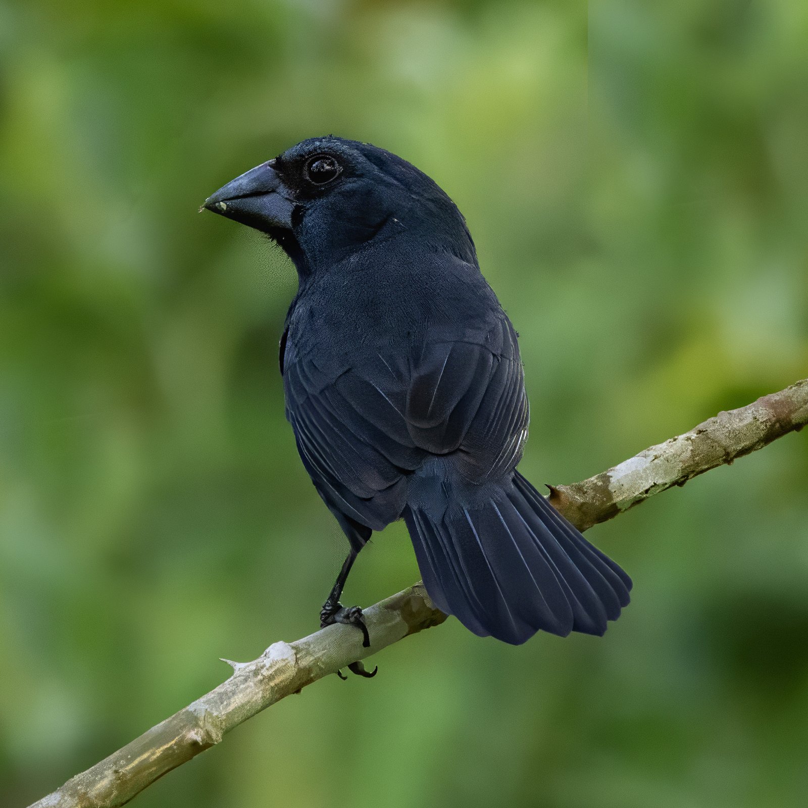 Blauwrugbisschop (Cyanoloxia cyanoides)