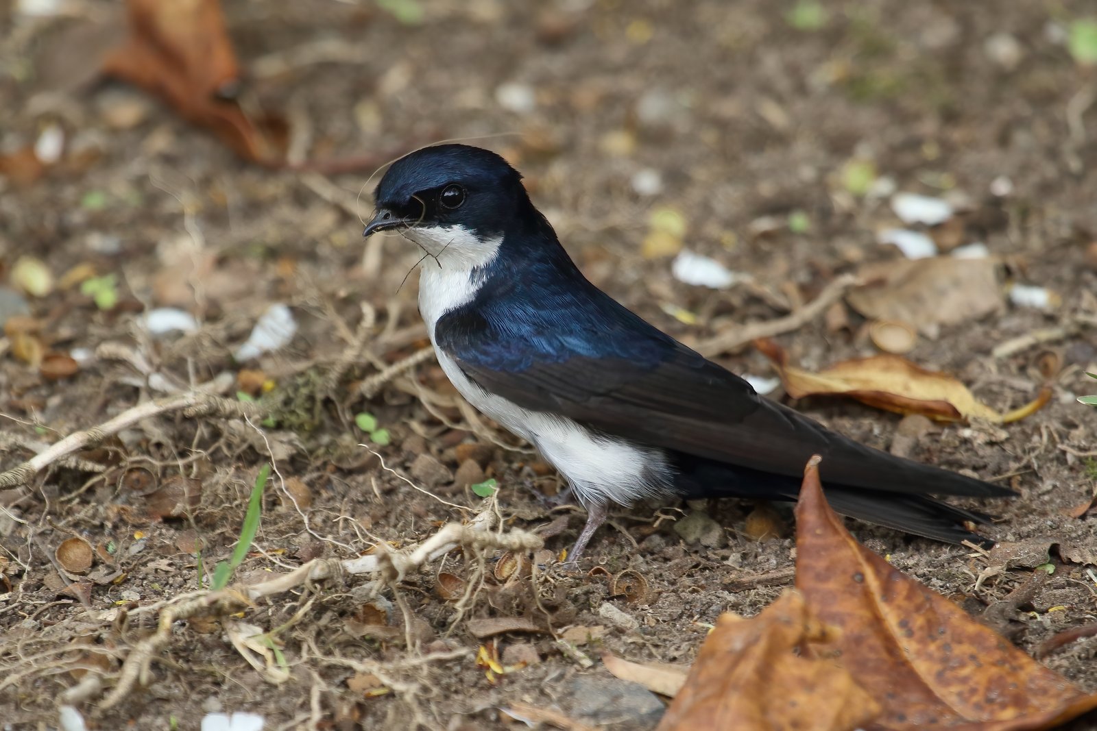Blauwwitte zwaluw (Pygochelidon cyanoleuca)