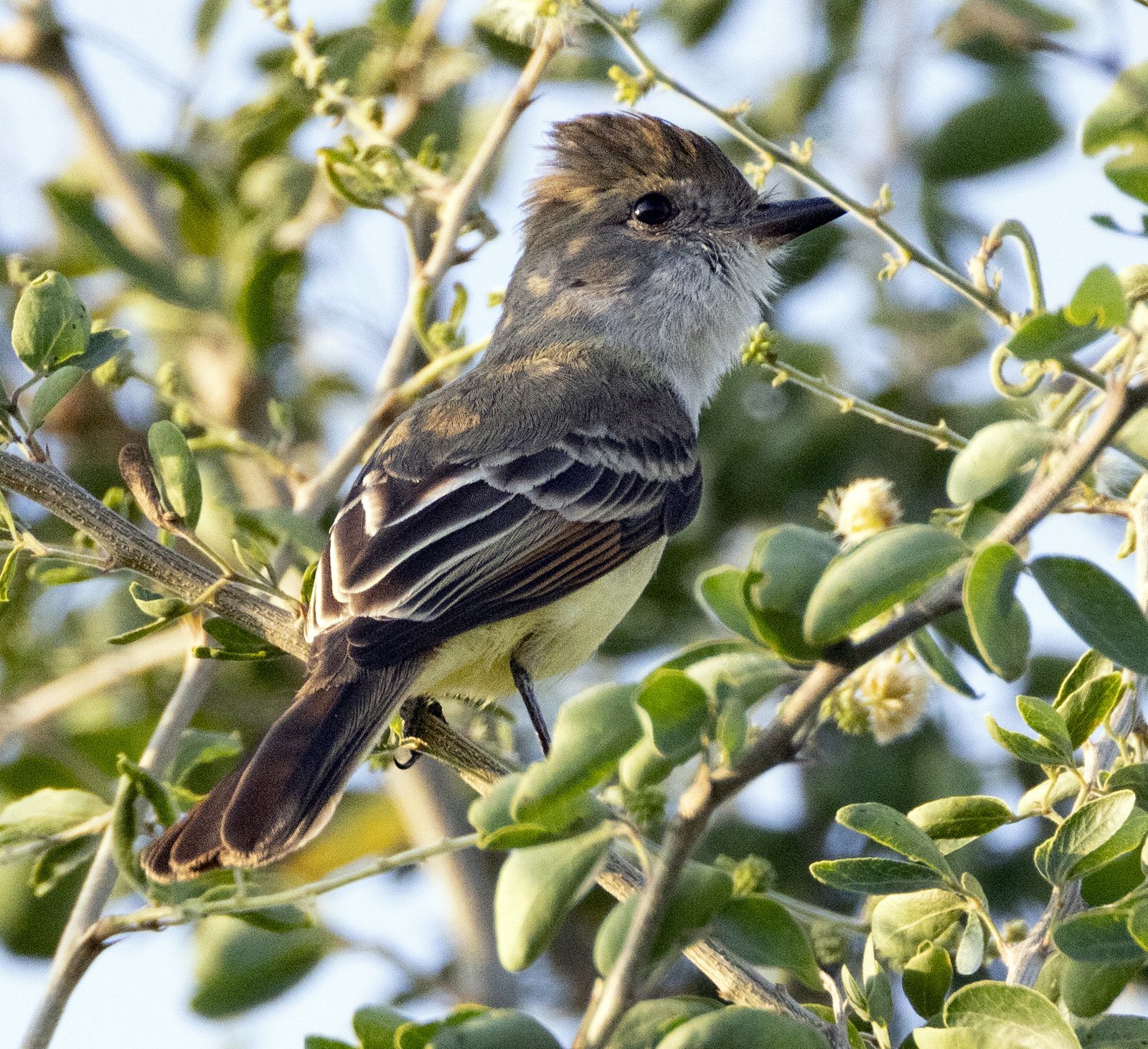 Bleekkeeltiran (Myiarchus nuttingi)
