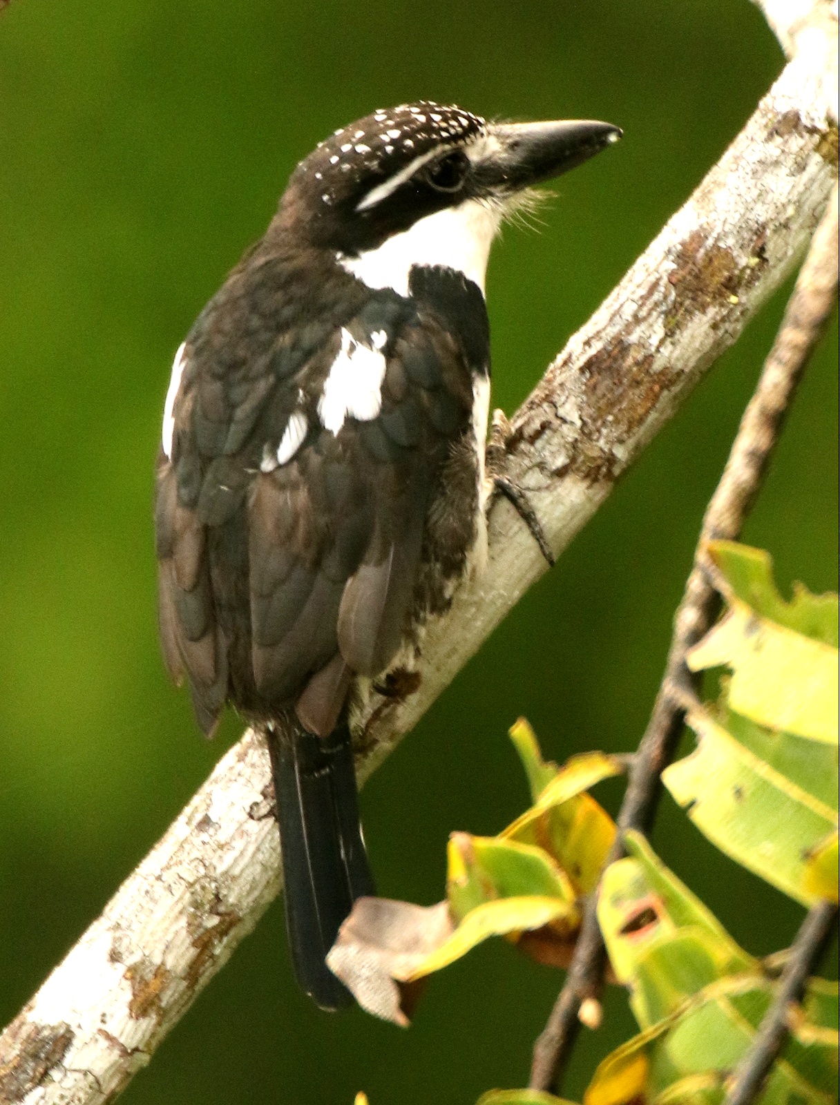 Bonte baardkoekoek (Notharchus tectus)