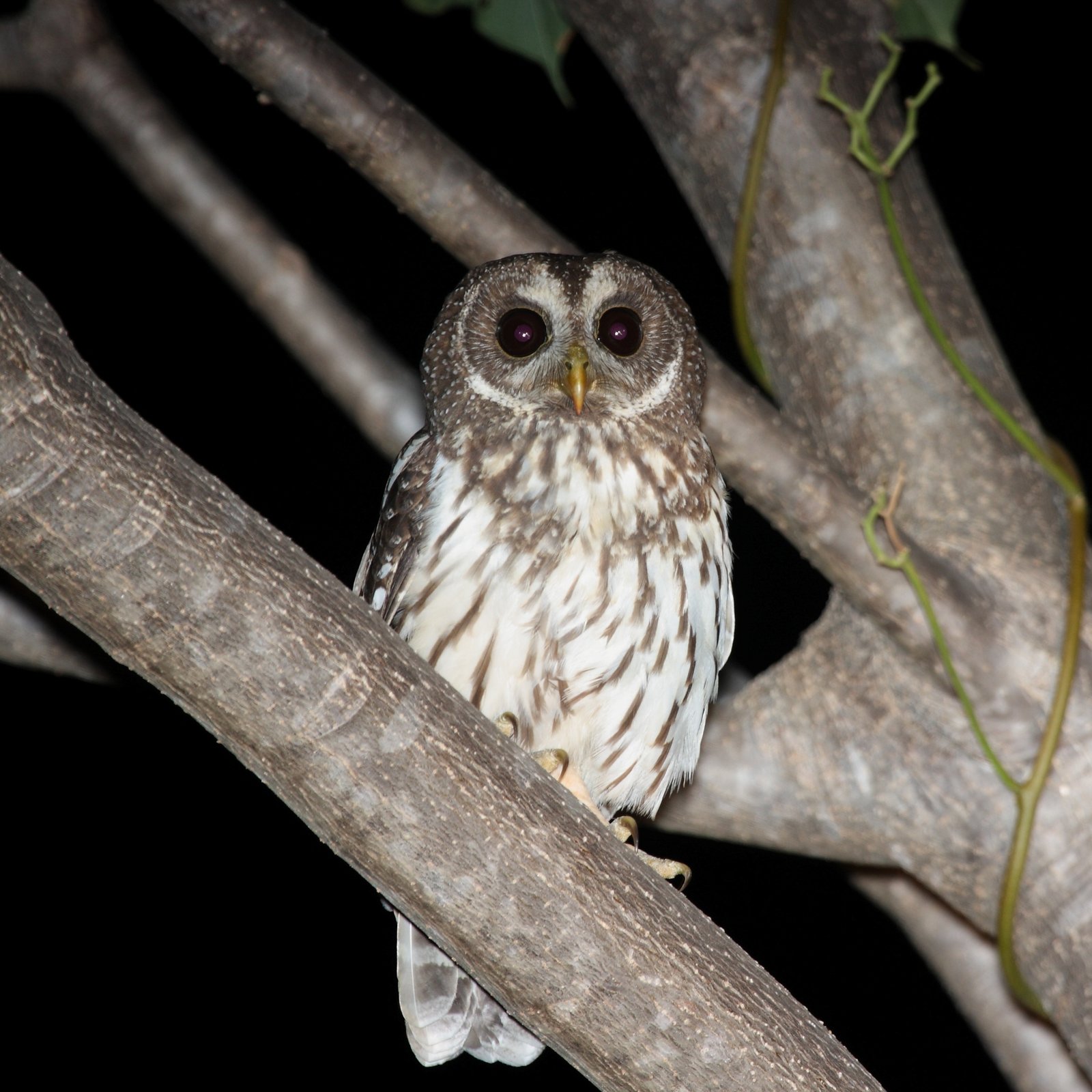 Bonte bosuil (Strix virgata)
