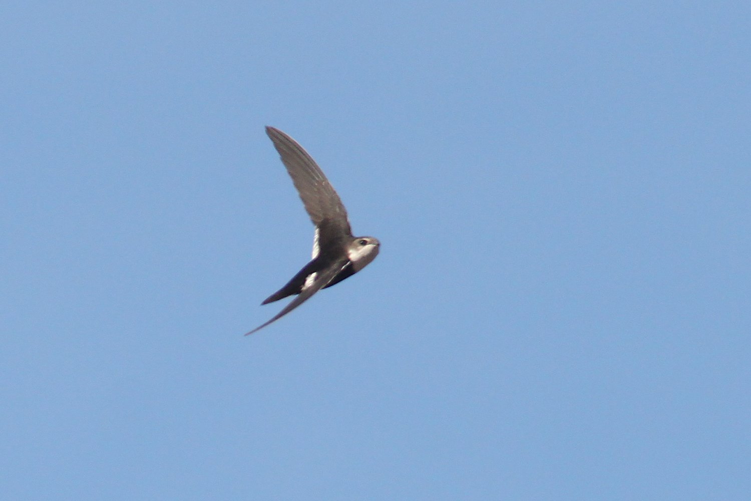 Bonte gierzwaluw (Aeronautes saxatalis)