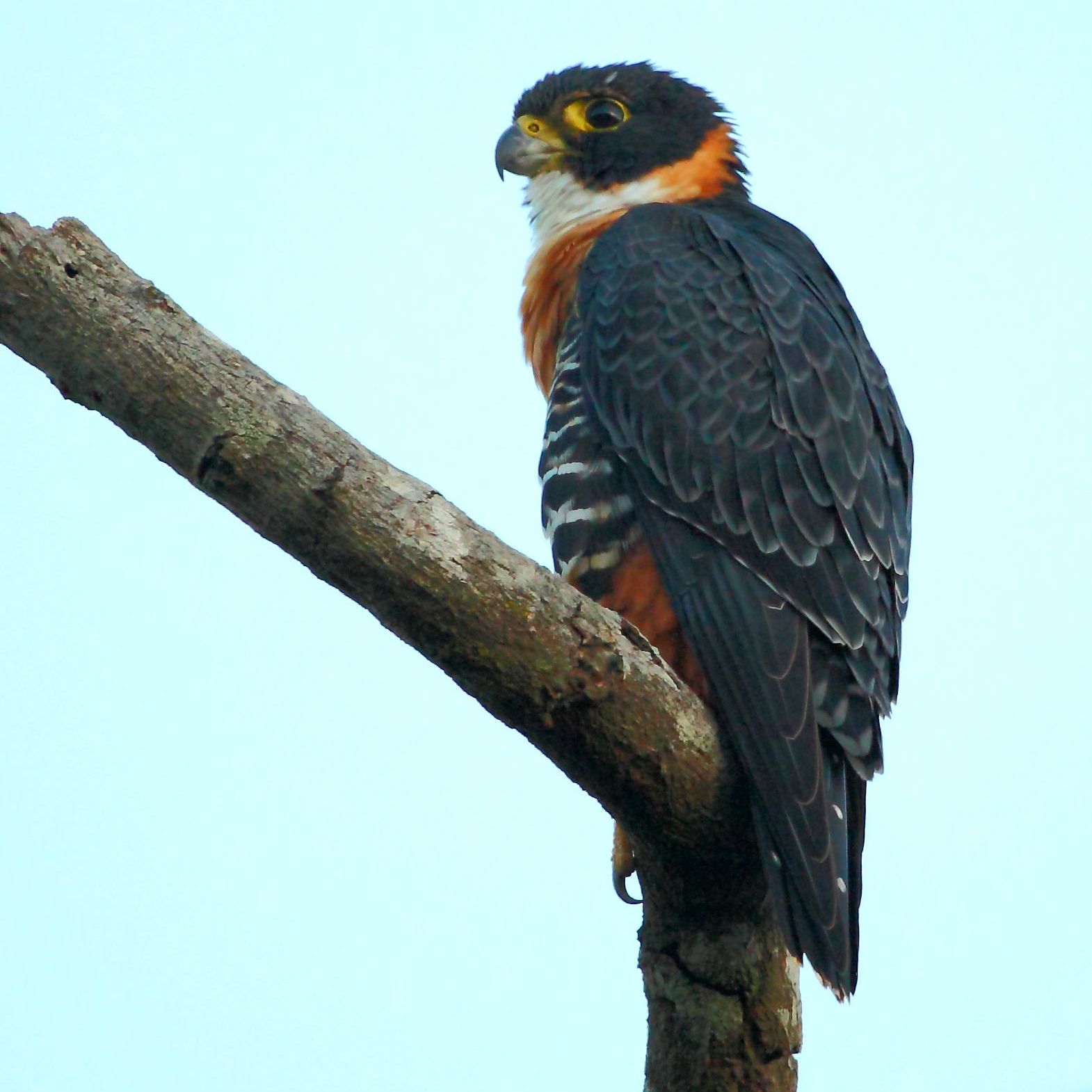 Bonte slechtvalk (Falco deiroleucus)