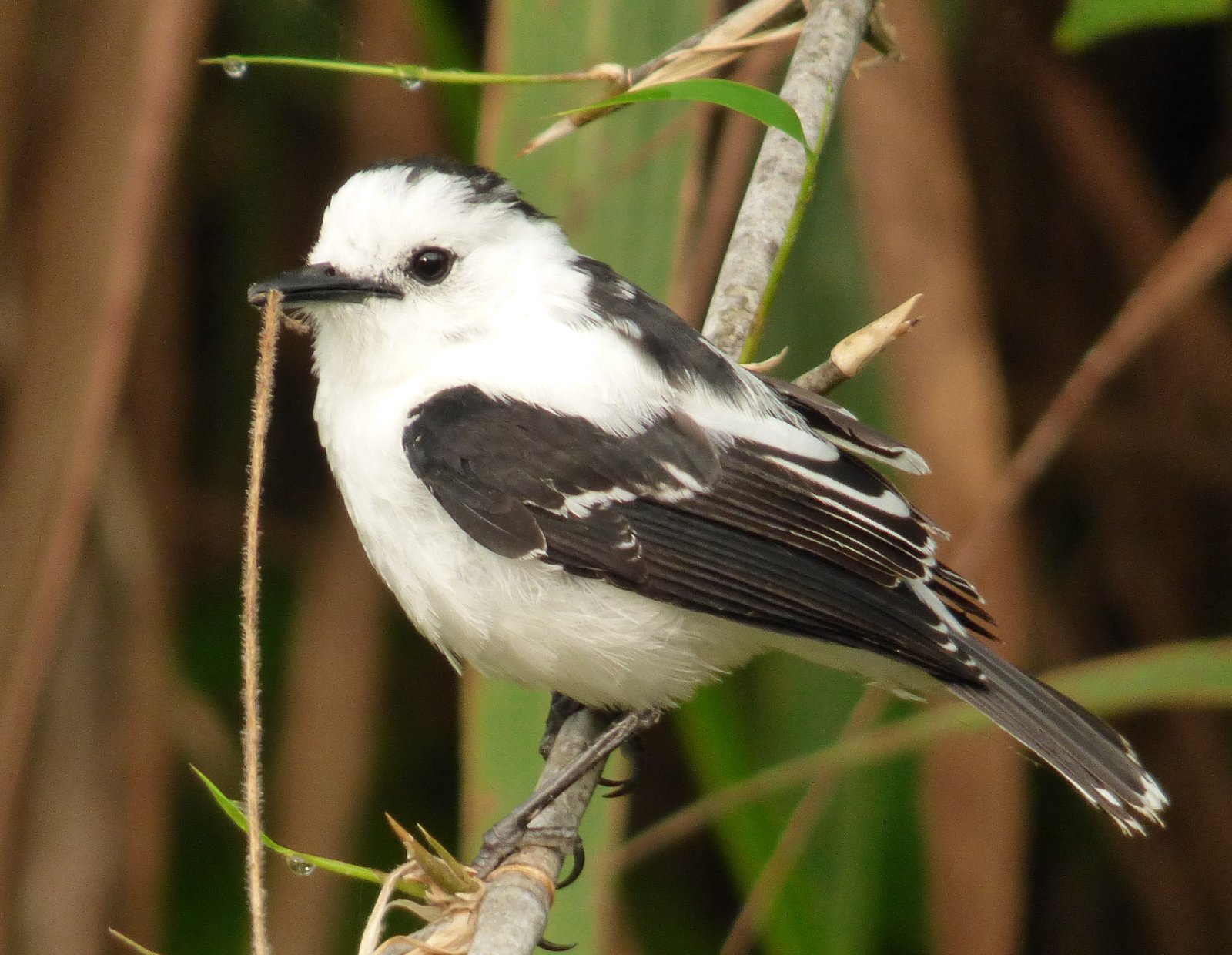 Bonte watertiran (Fluvicola pica)