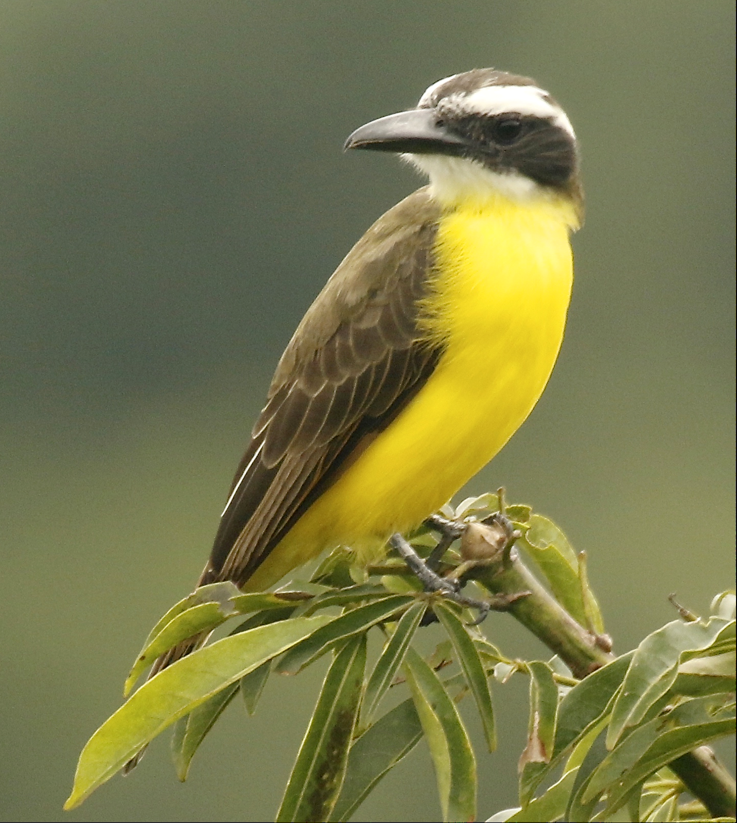 Bootsnaveltiran (Megarynchus pitangua)