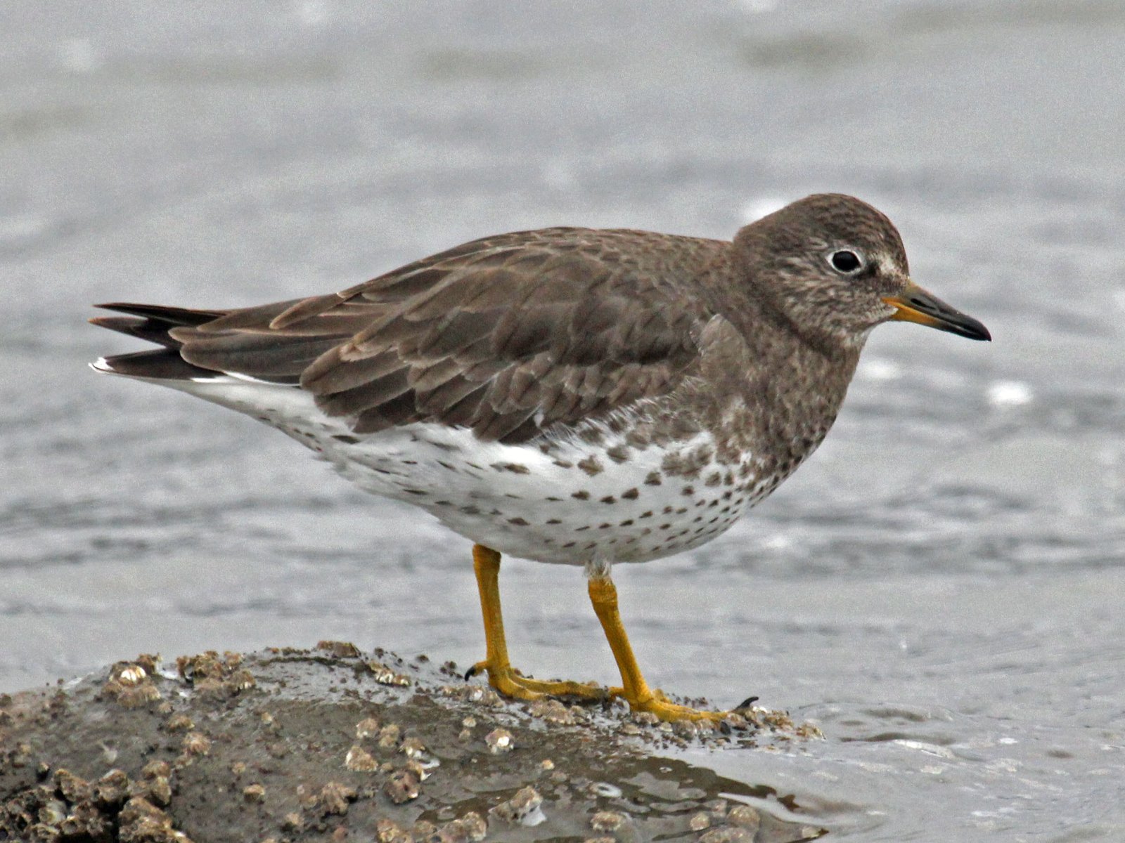 Brandingloper (Calidris virgata)