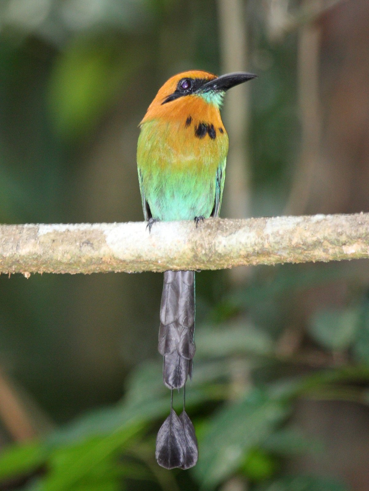 Breedsnavelmotmot (Electron platyrhynchum)