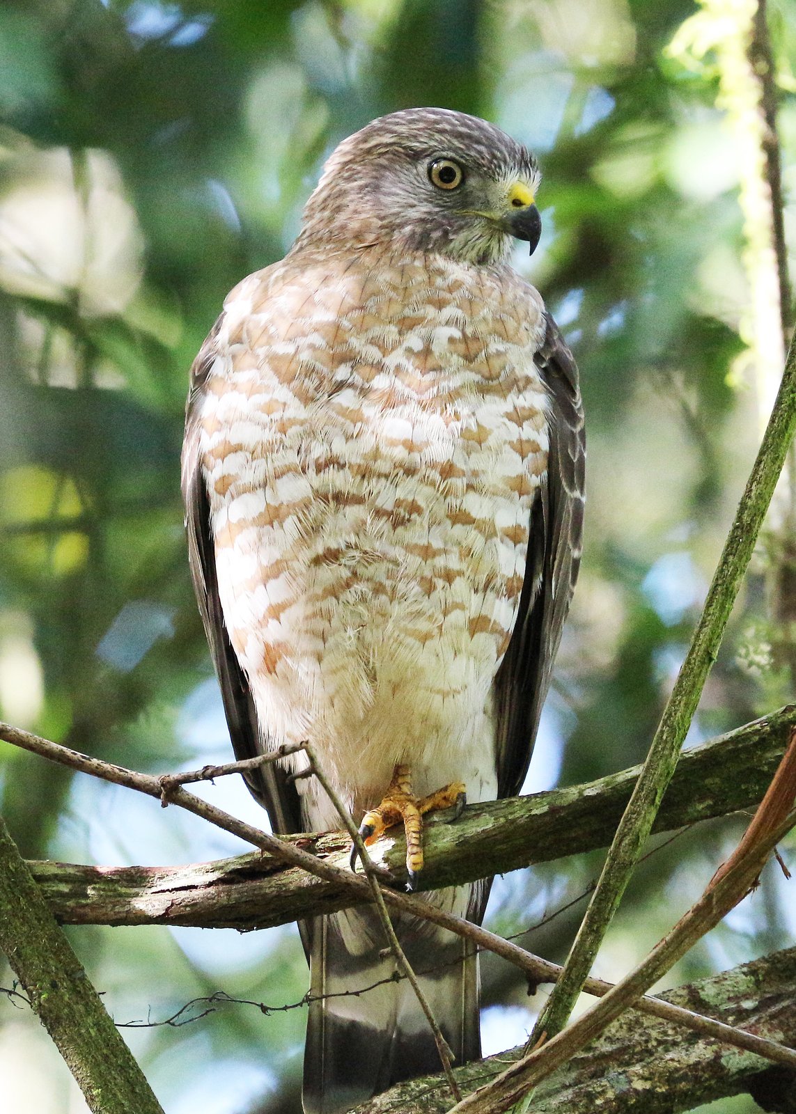 Breedvleugelbuizerd (Buteo platypterus)