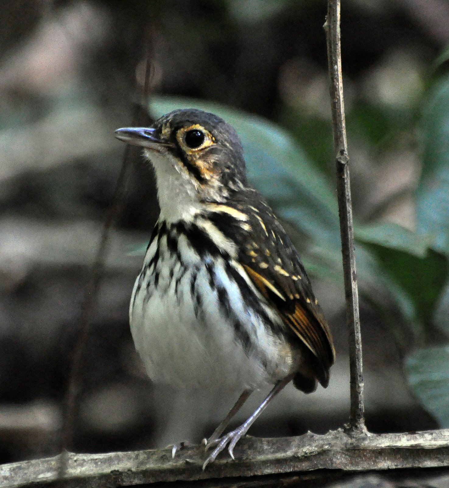 Brilmierpitta (Hylopezus perspicillatus)