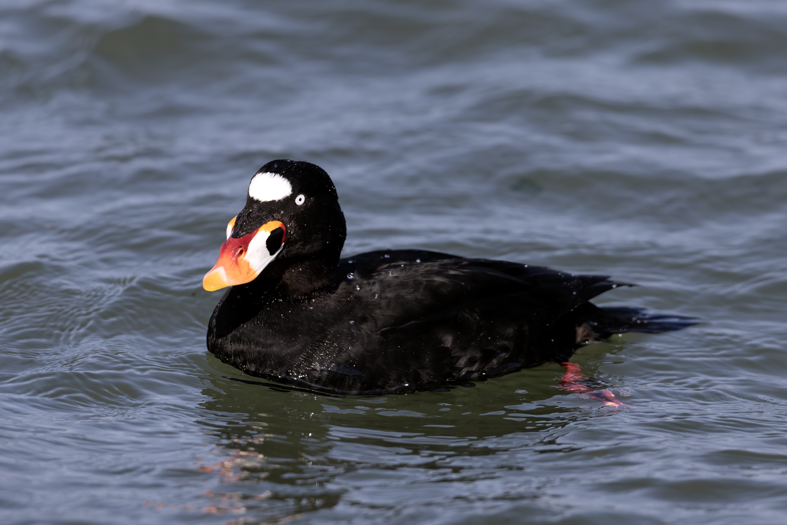 Brilzee-eend (Melanitta perspicillata)