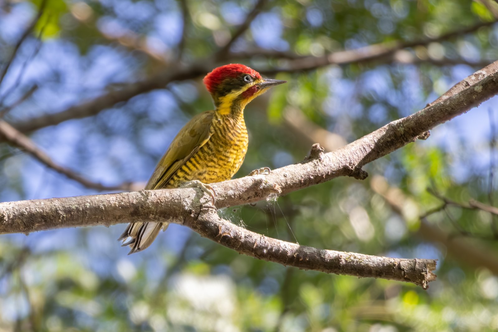 Bronsspecht (Piculus chrysochloros)