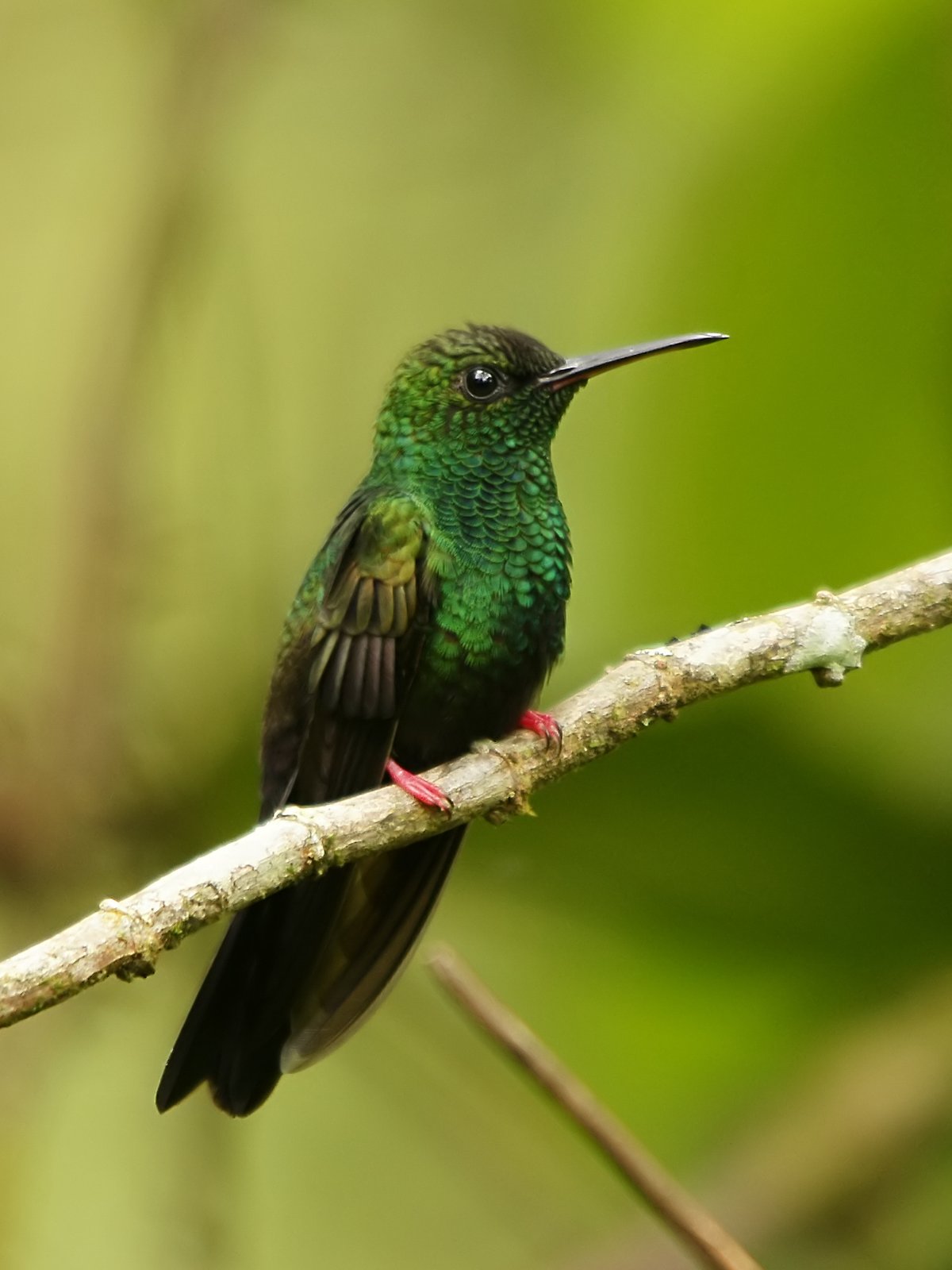 Bronsstaartpluimkolibrie (Chalybura urochrysia)