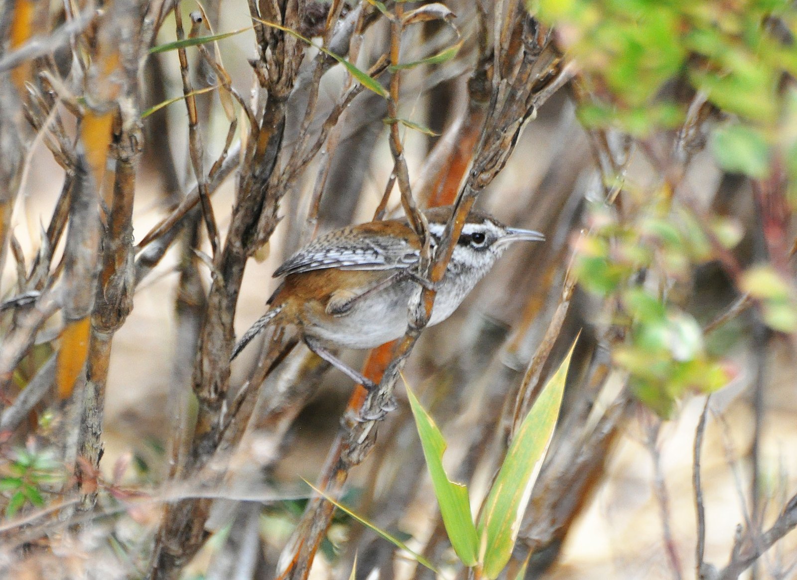 Browns winterkoning (Thryorchilus browni)