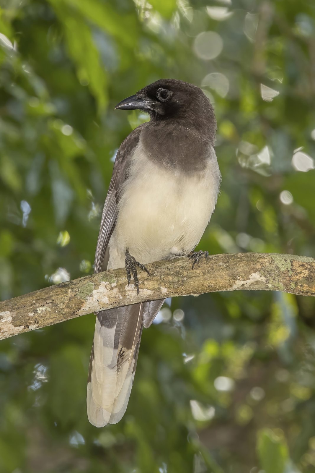 Bruine gaai (Cyanocorax morio)