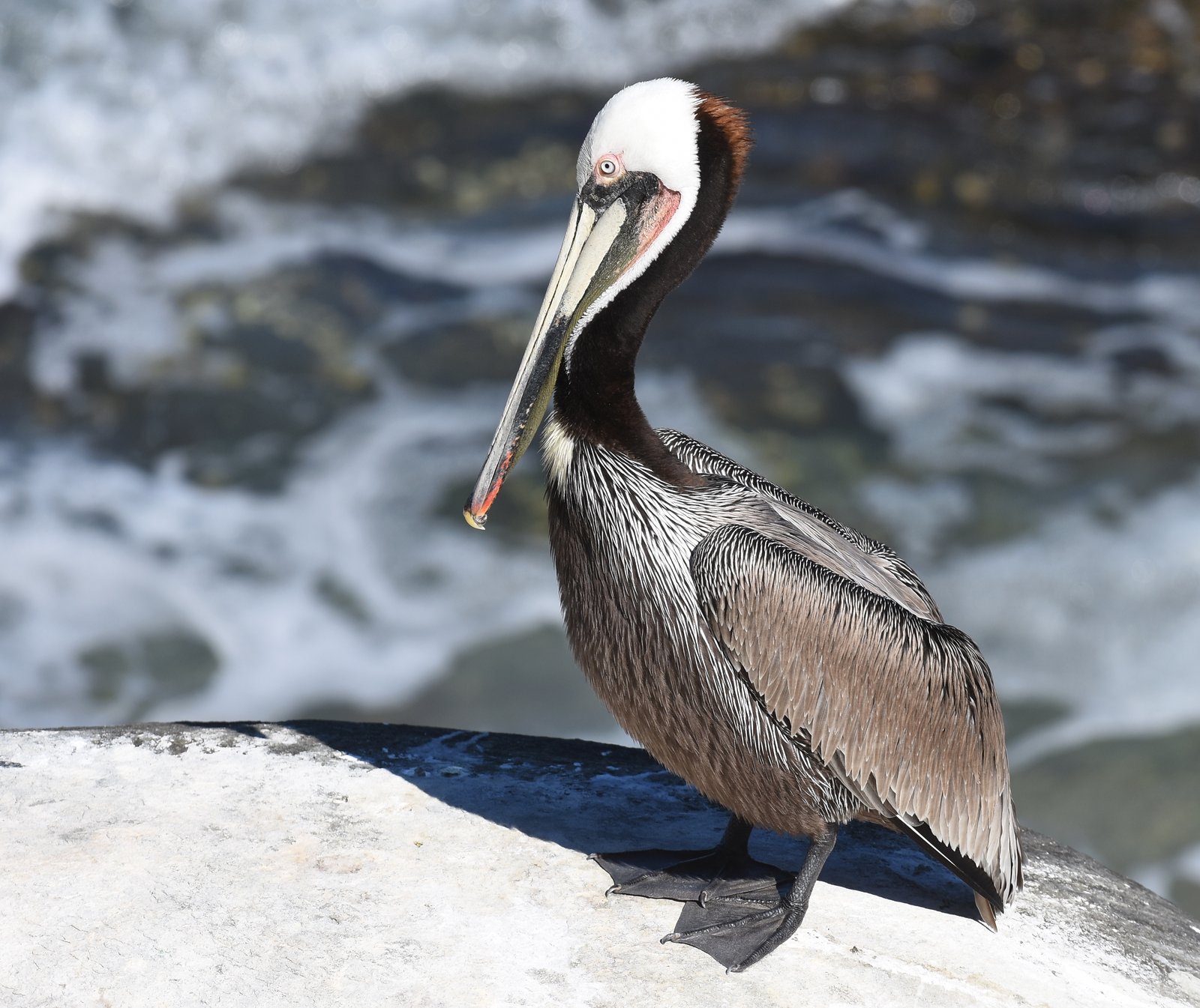 Bruine pelikaan (Pelecanus occidentalis)