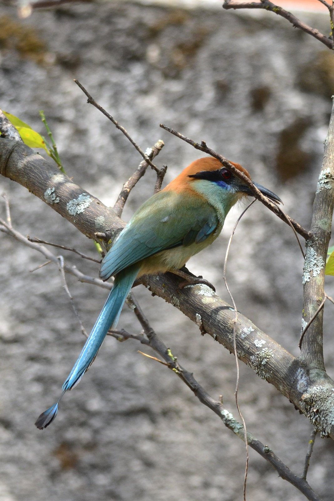 Bruinkapmotmot (Momotus mexicanus)