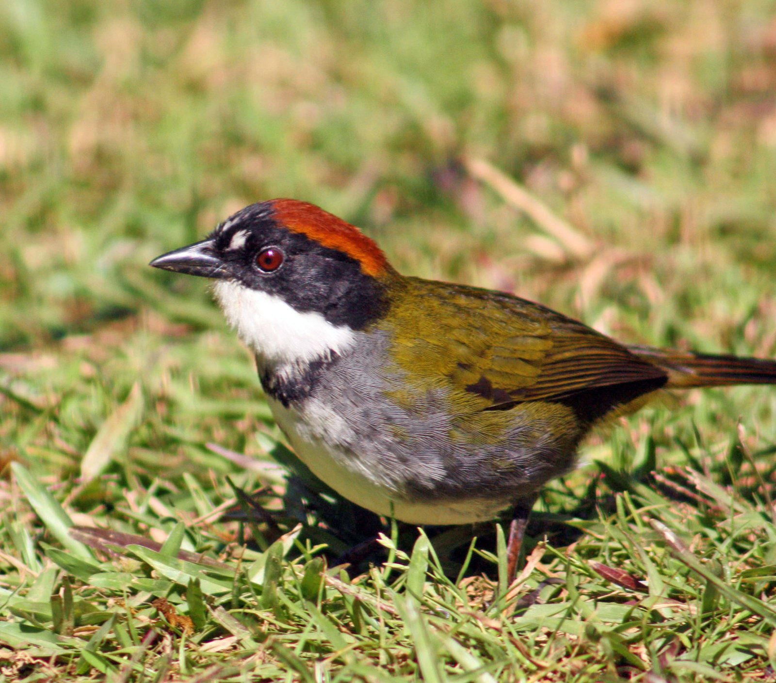 Bruinkapstruikgors (Arremon brunneinucha)