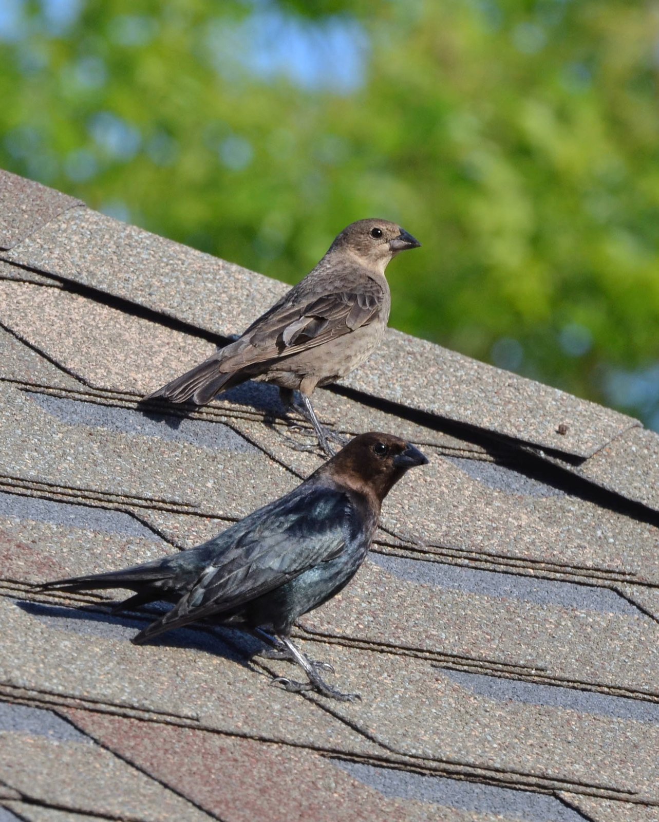 Bruinkopkoevogel (Molothrus ater)