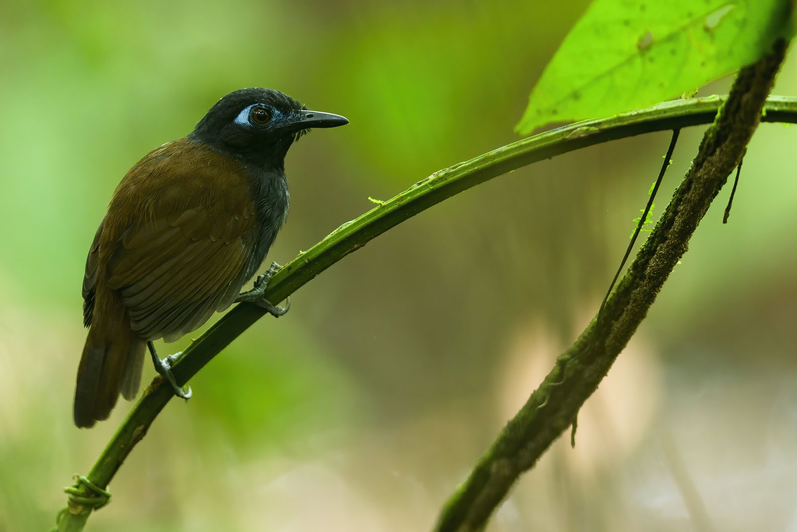 Bruinrugmiervogel (Poliocrania exsul)