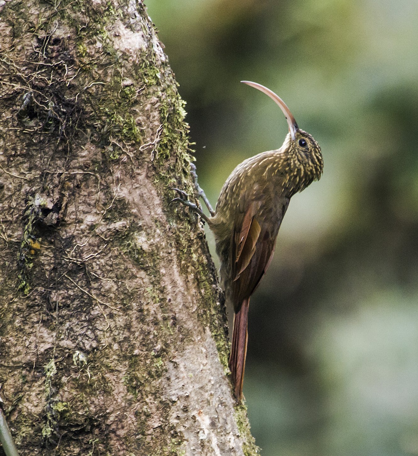 Bruinsnavelmuisspecht (Campylorhamphus pusillus)