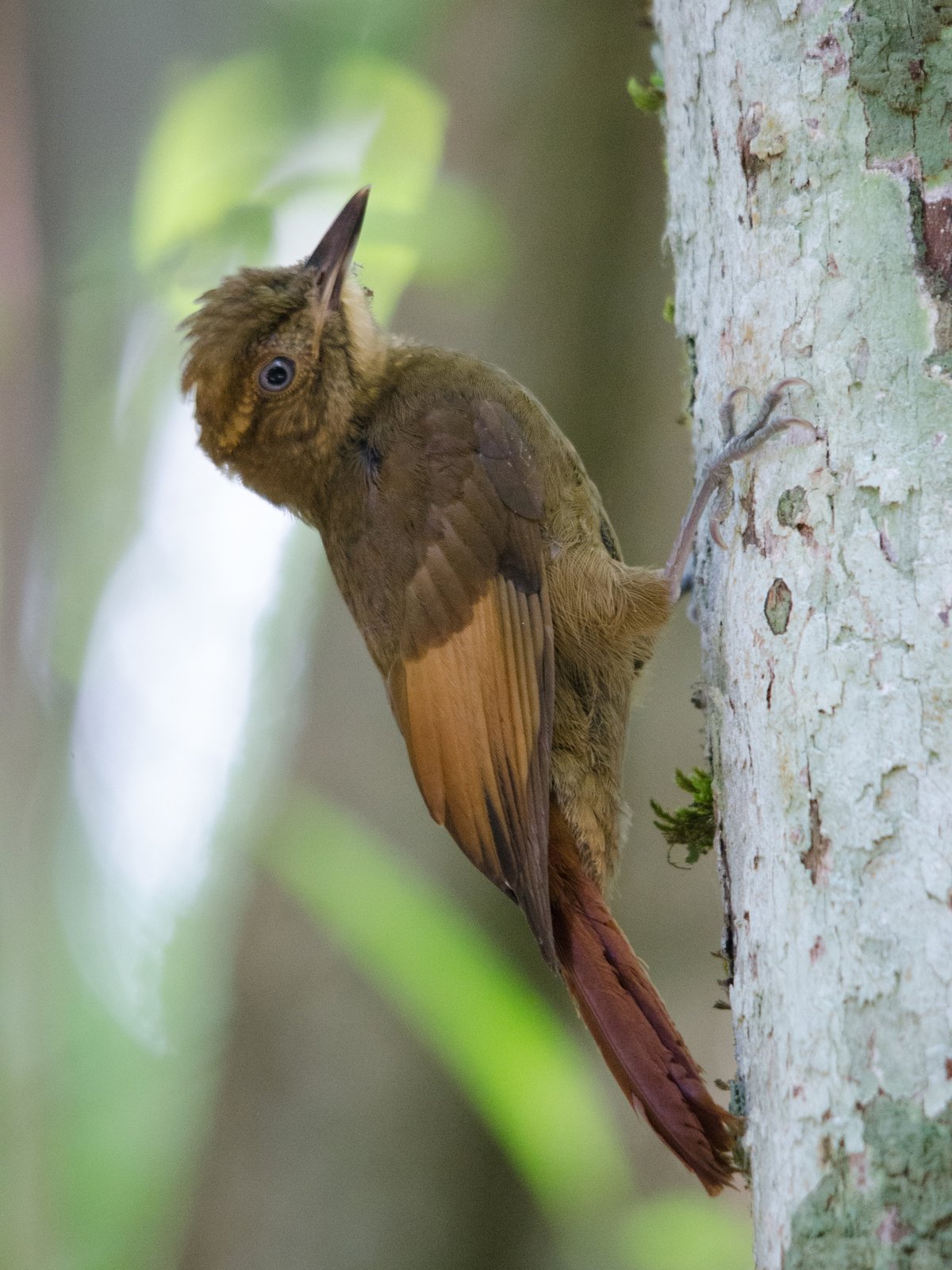 Bruinvleugelmuisspecht (Dendrocincla anabatina)