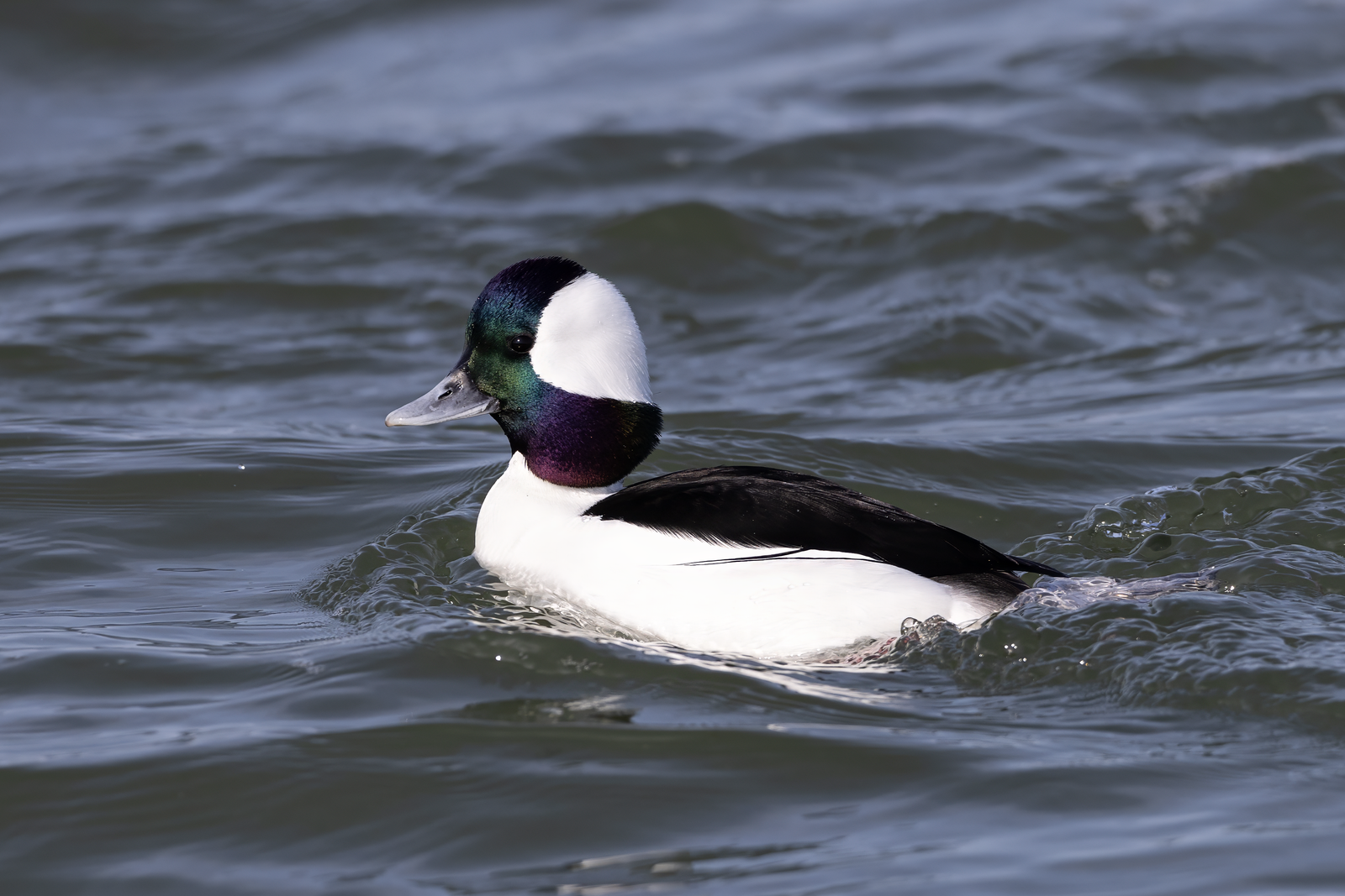 Buffelkopeend (Bucephala albeola)