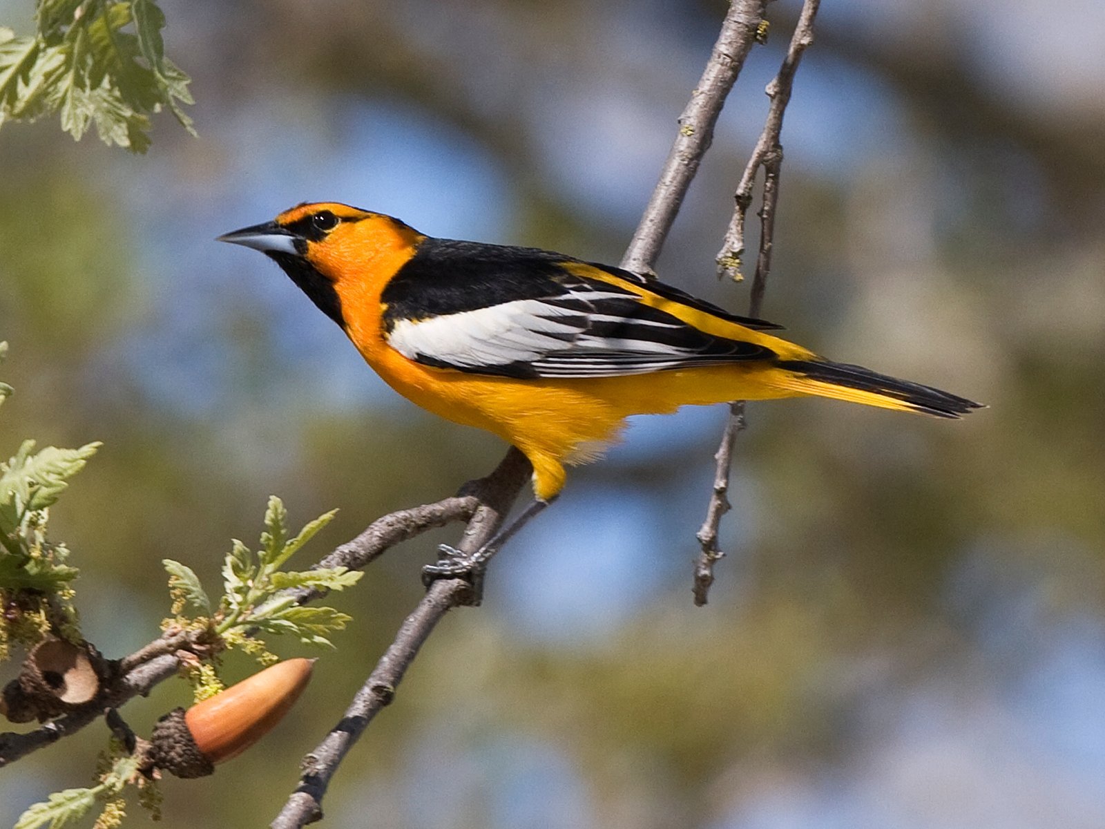 Bullocks troepiaal (Icterus bullockiorum)