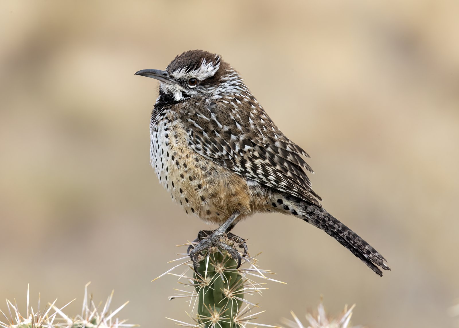 Cactuswinterkoning (Campylorhynchus brunneicapillus)