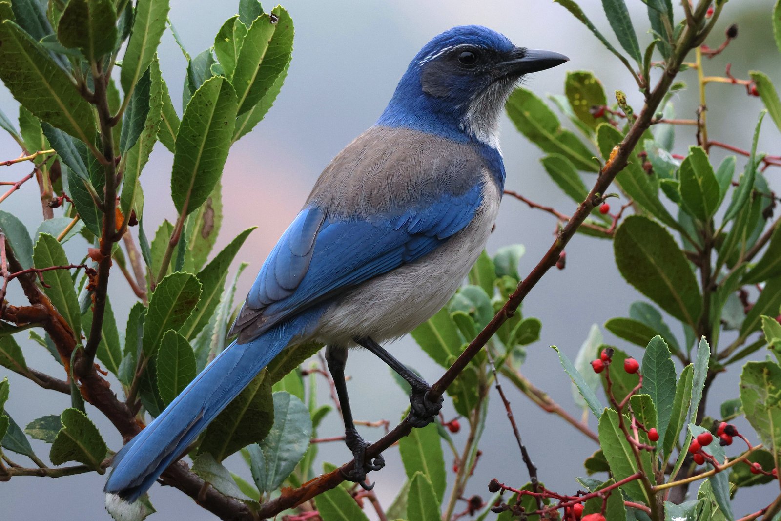 Californische struikgaai (Aphelocoma californica)