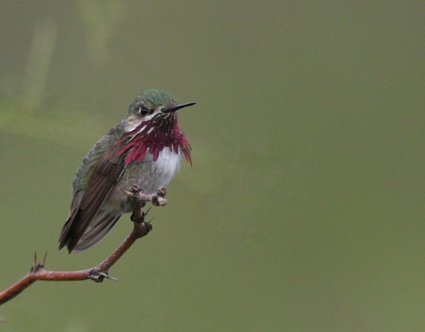 Calliopekolibrie (Selasphorus calliope)
