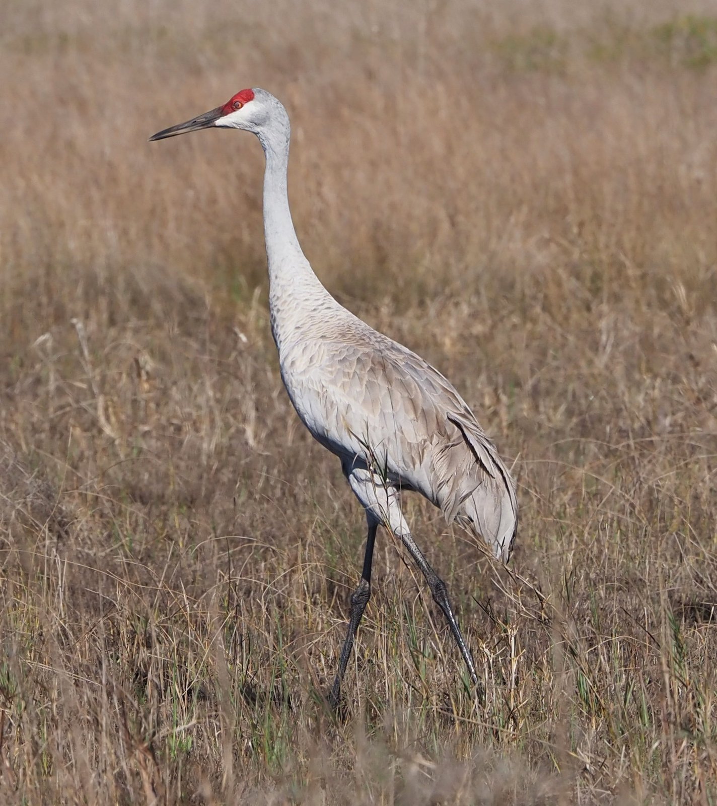 Canadese kraanvogel (Antigone canadensis)