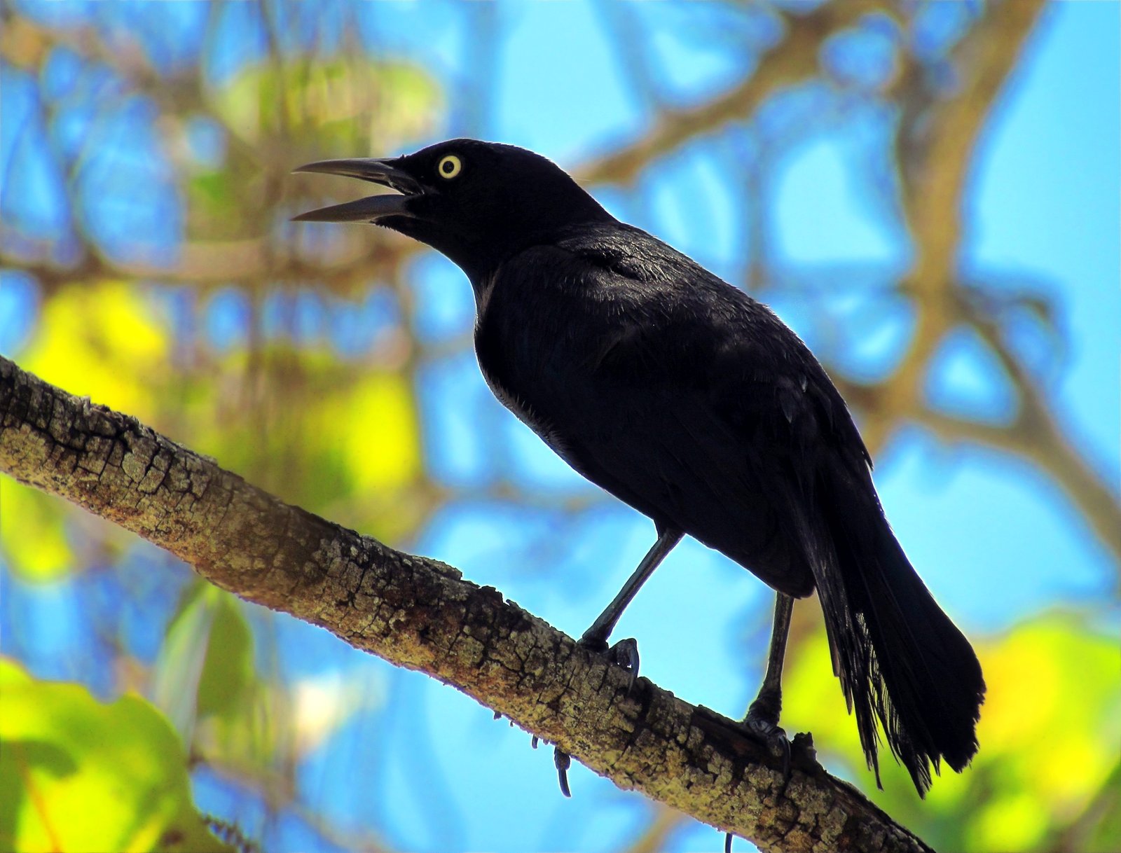 Caribische troepiaal (Quiscalus lugubris)
