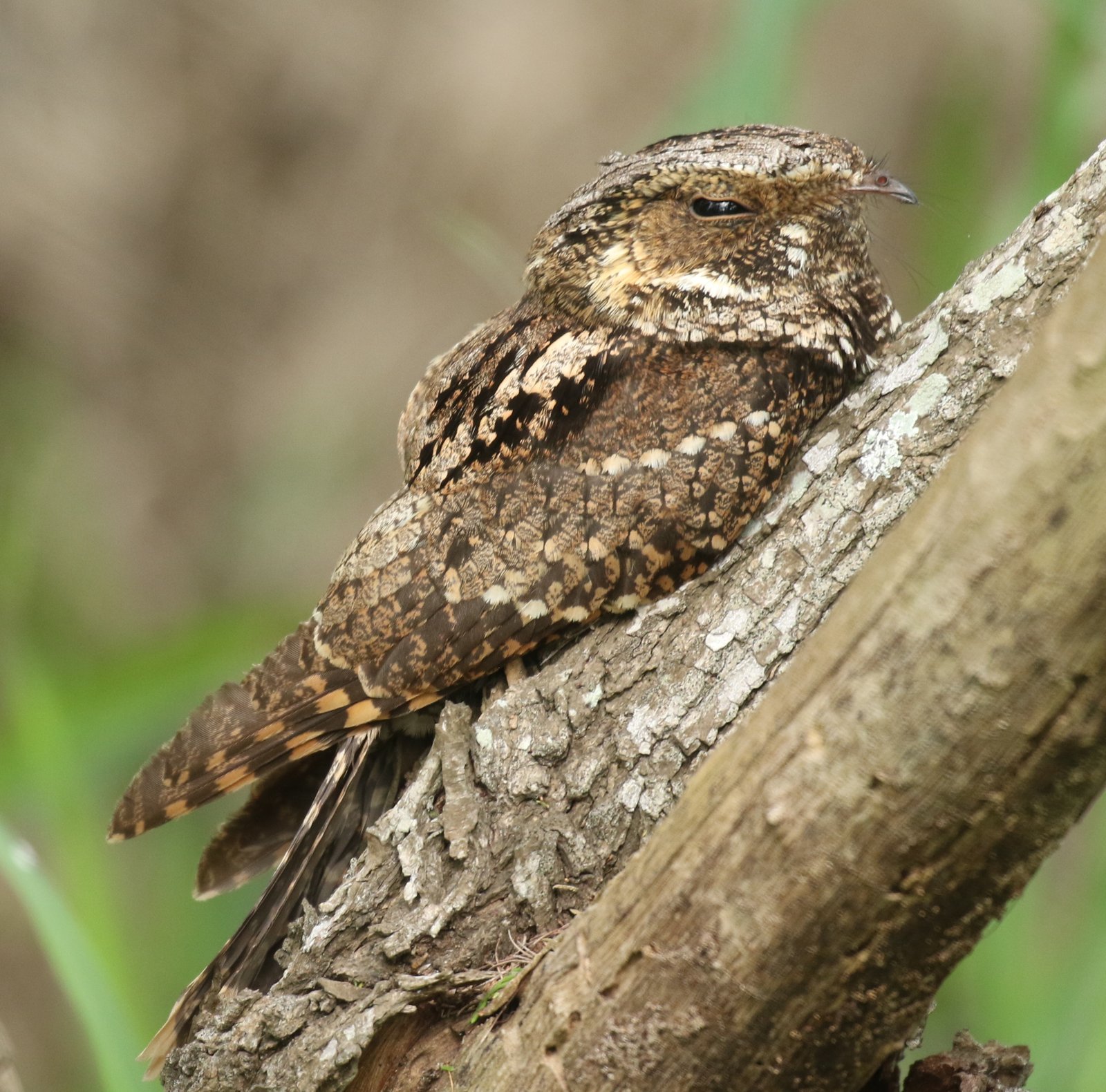 Carolinanachtzwaluw (Antrostomus carolinensis)