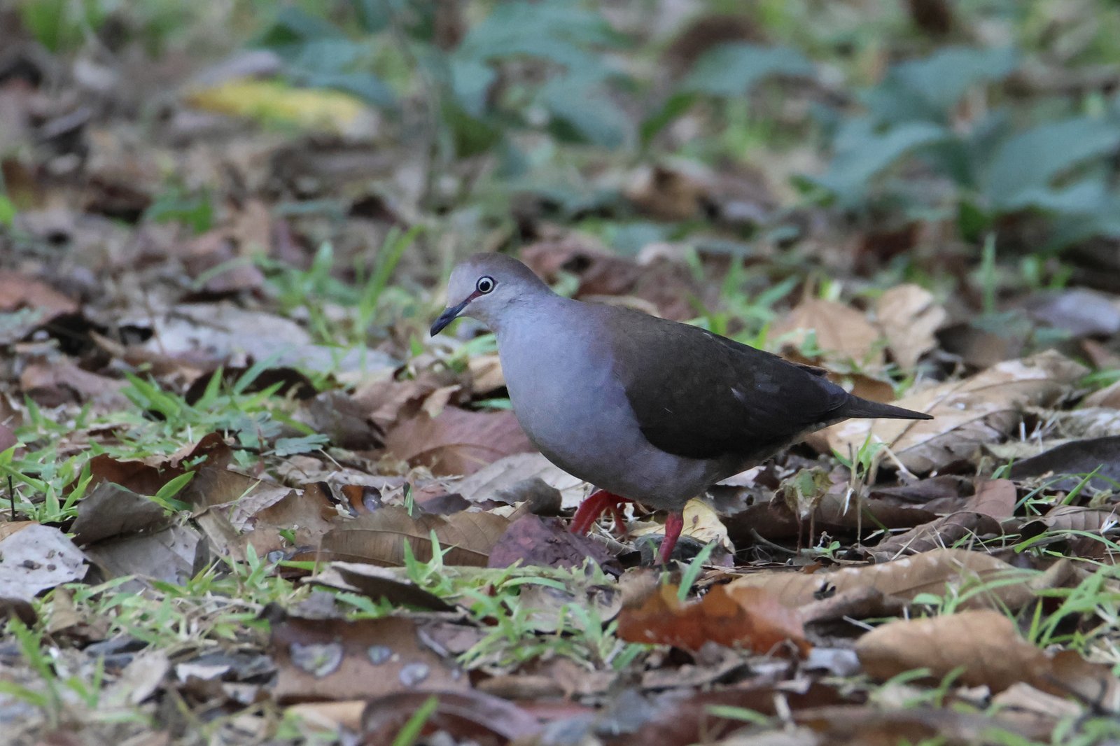 Cassins duif (Leptotila cassinii)