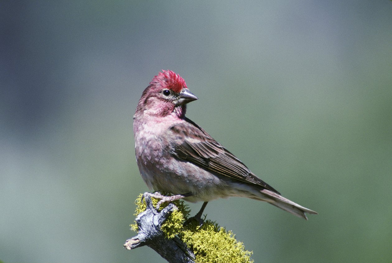 Cassins roodmus (Haemorhous cassinii)