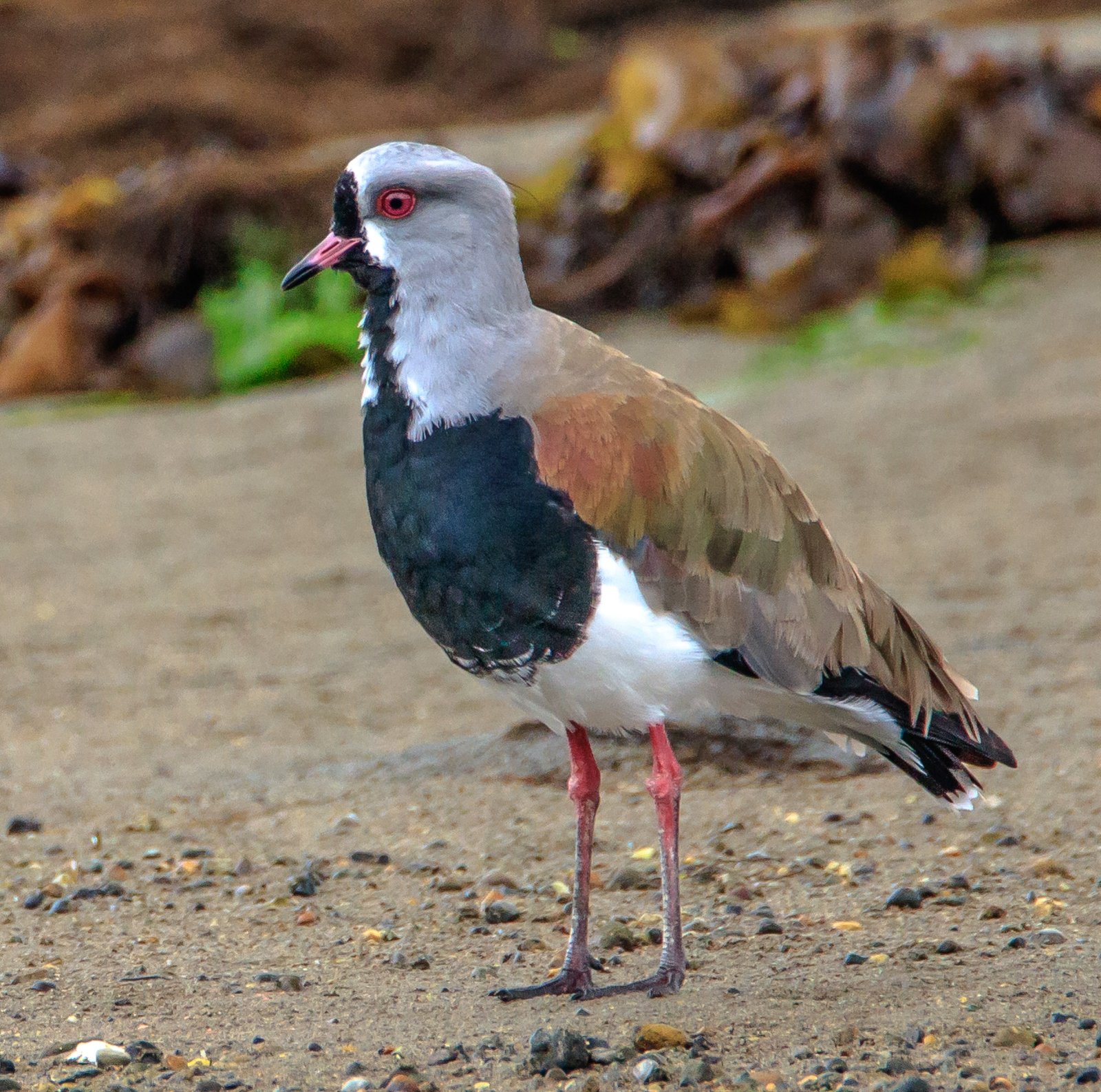 Chileense kievit (Vanellus chilensis)