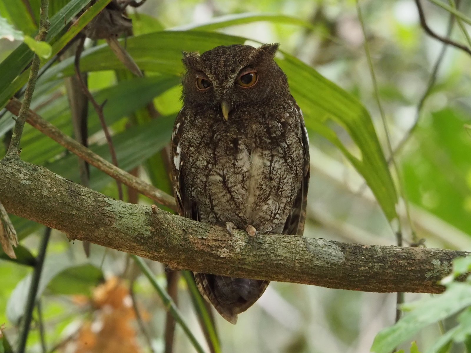 Chocóschreeuwuil (Megascops centralis)