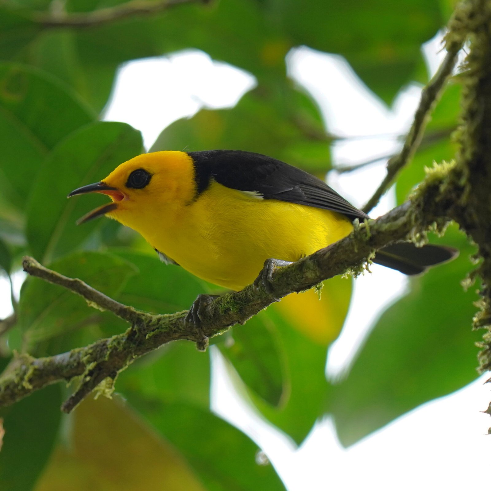 Citroentangare (Chrysothlypis chrysomelas)